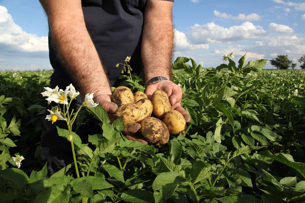 Potatoes