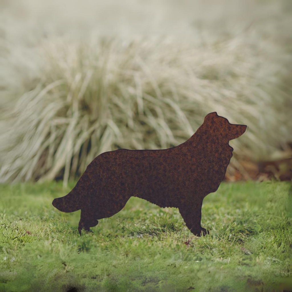 Border Collie - Rusty Deer