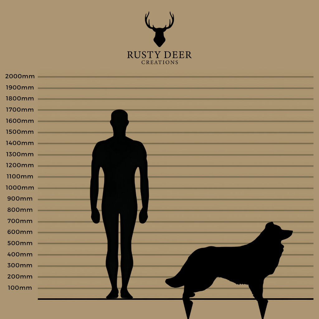 Border Collie - Rusty Deer