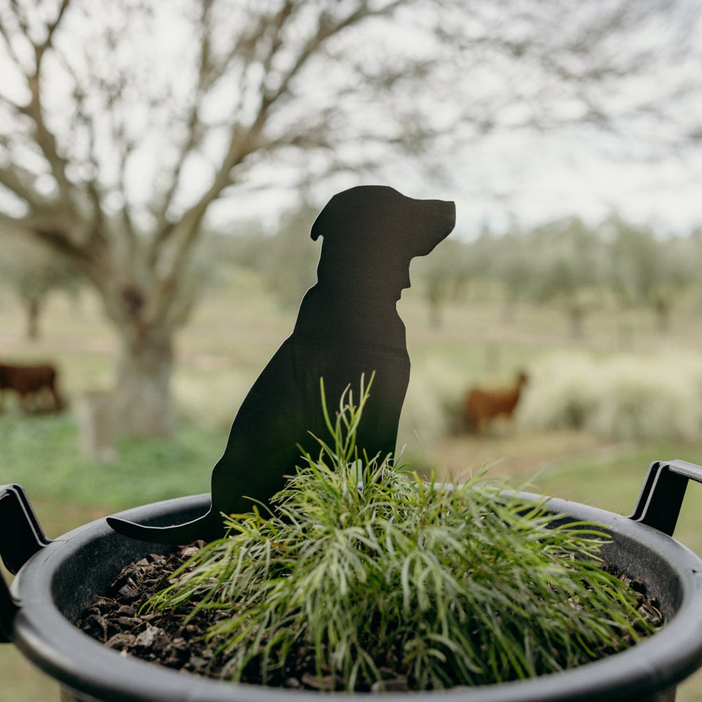 Silhouette of a dog sitting on a plant in a pot with a blurred outdoor background