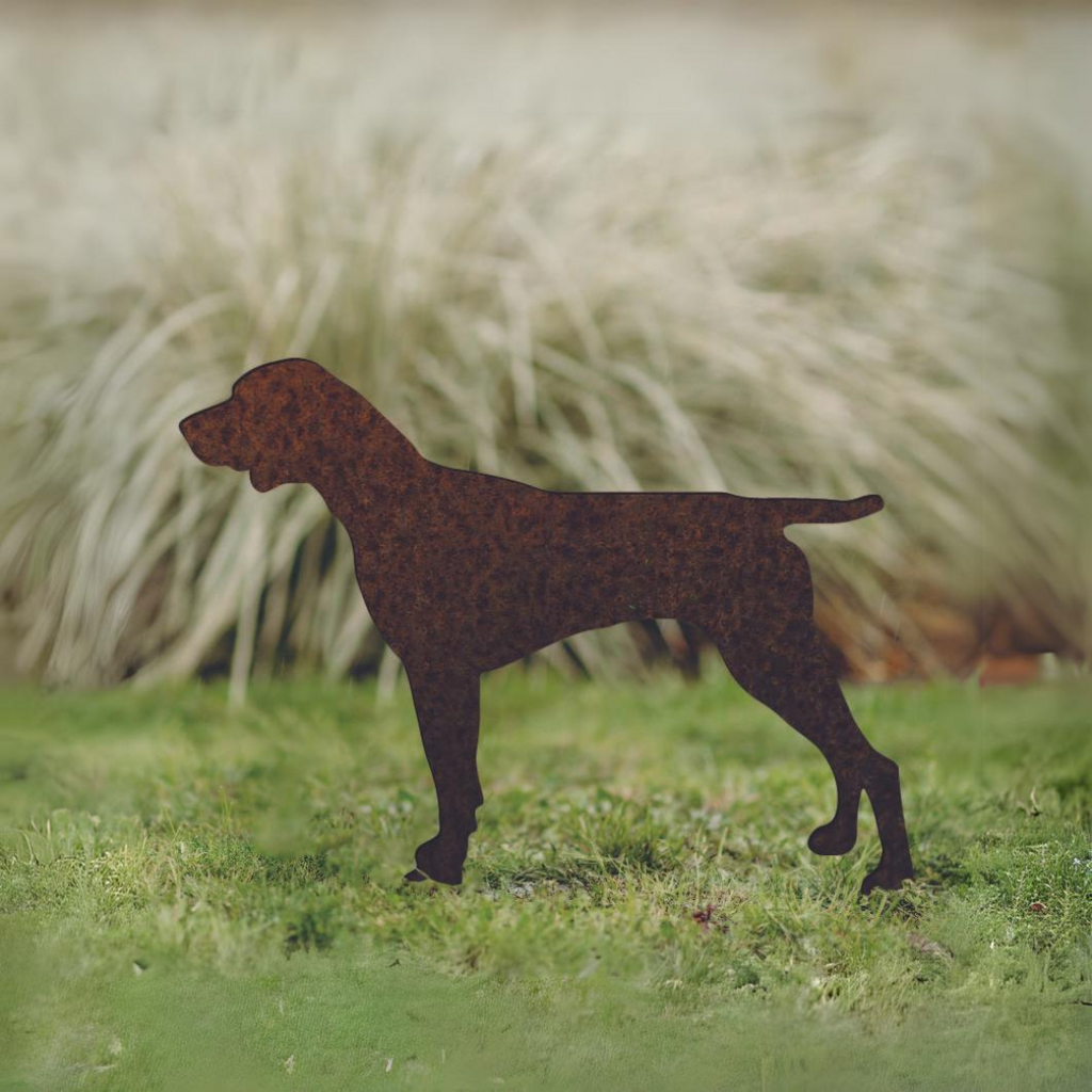 German Shorthaired Pointer - Rusty Deer
