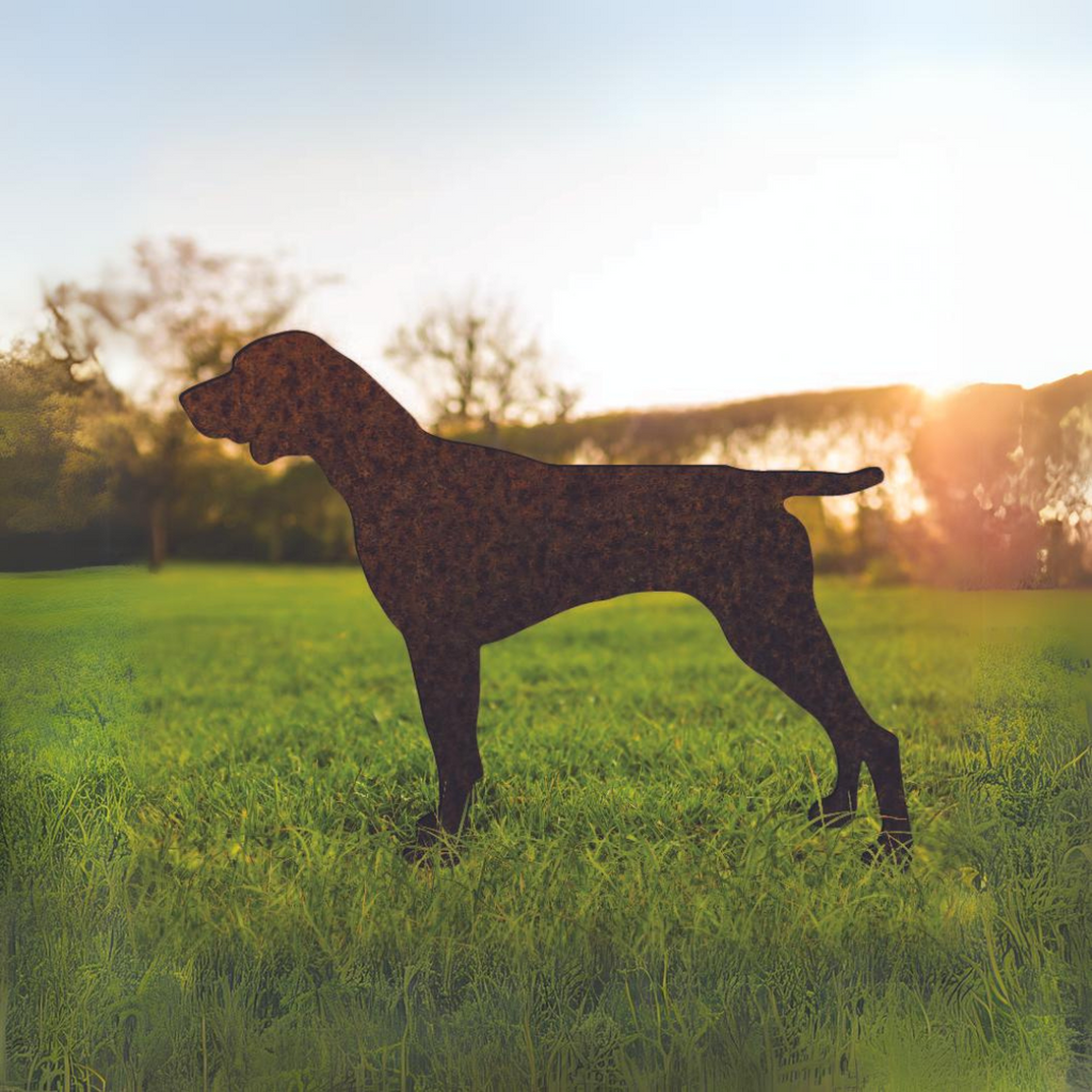 German Shorthaired Pointer - Rusty Deer