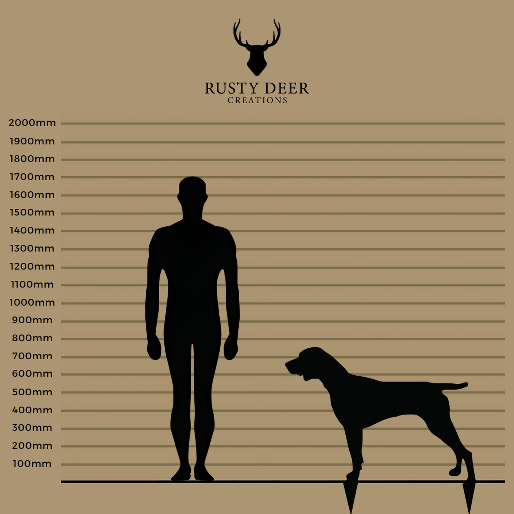 German Shorthaired Pointer - Rusty Deer