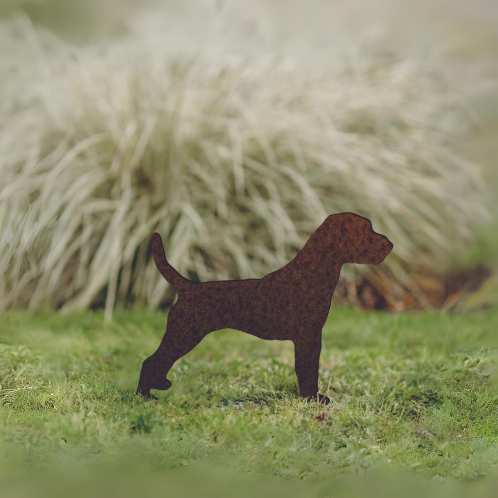 Jack Russel Terrier - Rusty Deer