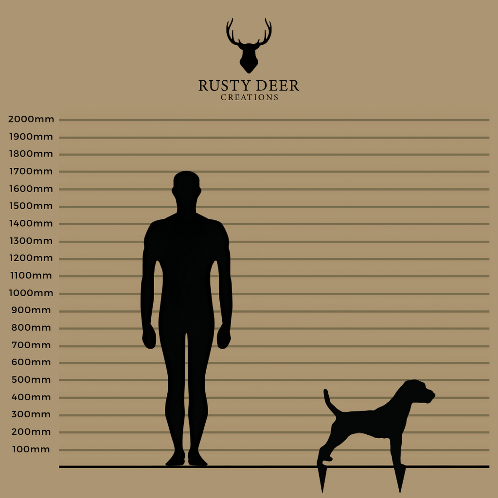 Jack Russel Terrier - Rusty Deer