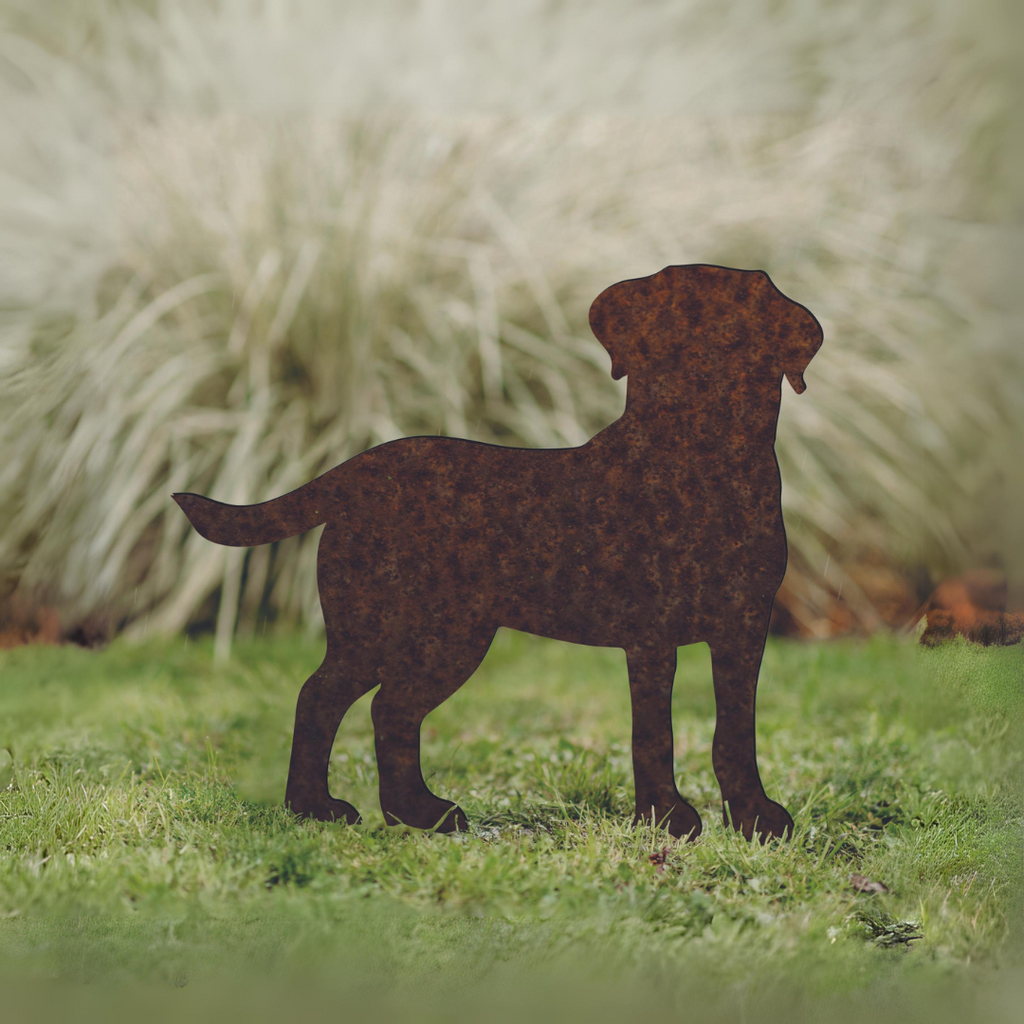 Labrador - Rusty Deer