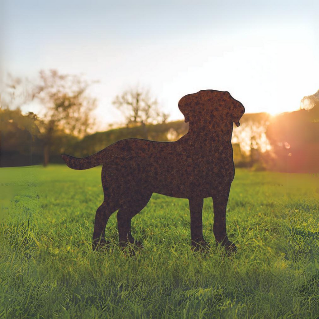 Labrador - Rusty Deer