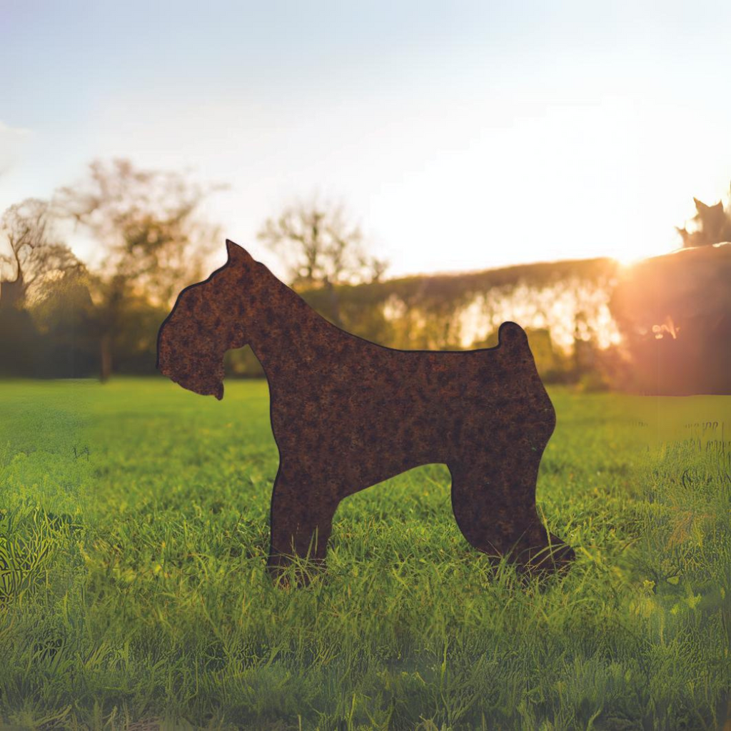 Miniature Schnauzer - Rusty Deer