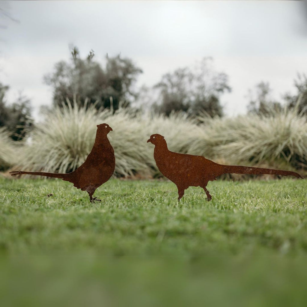 Pheasants - Rusty Deer