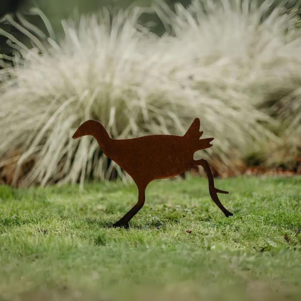 Pukekos - Rusty Deer